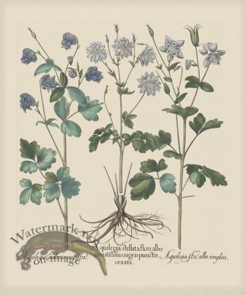 Besler 174 Colored  B2